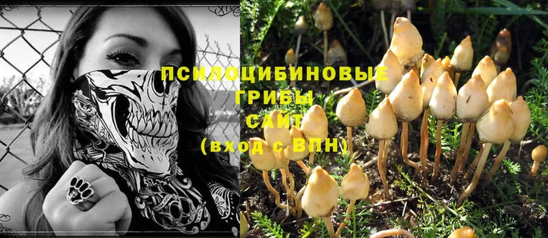 Галлюциногенные грибы Psilocybine cubensis  Жуковский 